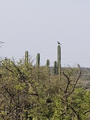 Toxostoma curvirostre