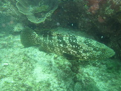 Epinephelus malabaricus
