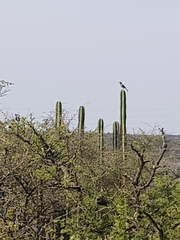 Toxostoma curvirostre