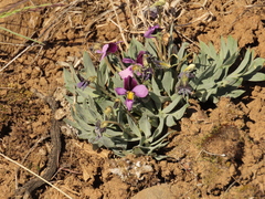 Viola trinervata