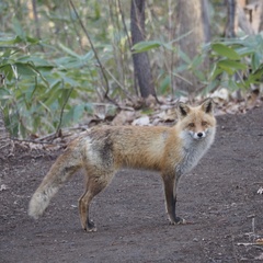 Vulpes vulpes schrencki