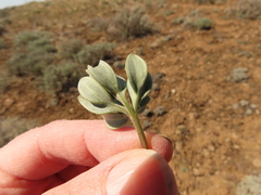 Viola trinervata