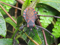 Spartocera pantomima