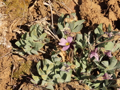 Viola trinervata