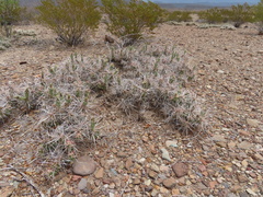 Grusonia aggeria