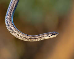 Galvarinus chilensis