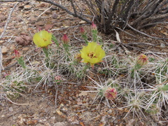 Grusonia aggeria