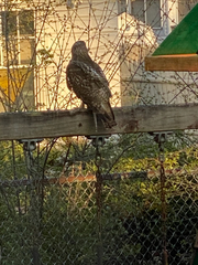 Buteo jamaicensis