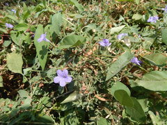 Ruellia paniculata