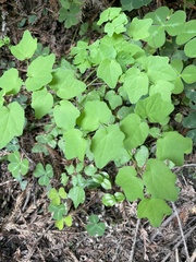 Vancouveria hexandra