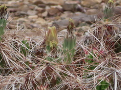 Grusonia aggeria