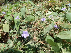 Ruellia paniculata