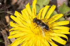 Anasimyia bilinearis