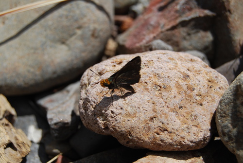 Orange-headed Roadside-Skipper
