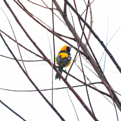 Icterus cucullatus