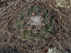 Coryphantha pycnacantha