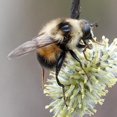 Criorhina