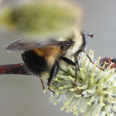 Criorhina