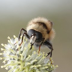 Criorhina