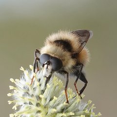 Criorhina