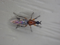 Dilophus tibialis breviceps