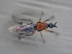 Dilophus tibialis breviceps