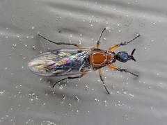 Dilophus tibialis breviceps