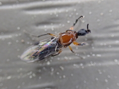 Dilophus tibialis breviceps