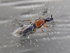 Dilophus tibialis breviceps