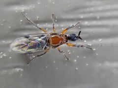 Dilophus tibialis breviceps