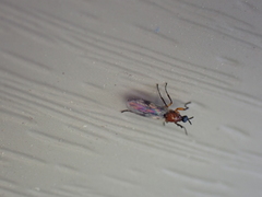 Dilophus tibialis breviceps