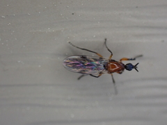 Dilophus tibialis breviceps