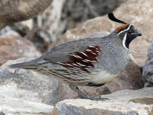 Gambel's Quail