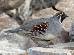 Gambel's Quail photo 4