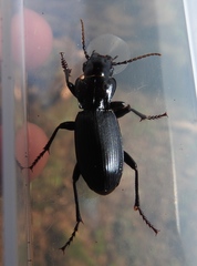 Pterostichus lama