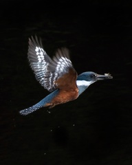 Megaceryle torquata stellata