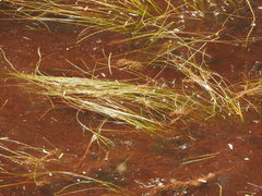 Schoenoplectus subterminalis