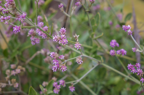 Alternanthera porrigens (Alternanthera porrigens)