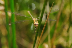 Lestes undulatus
