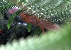 Anacridium aegyptium