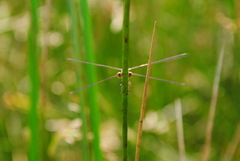 Lestes undulatus