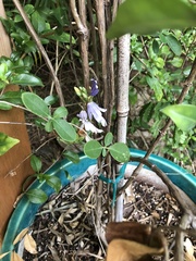 Sclerochiton harveyanus