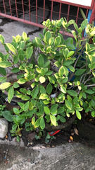 Ficus microcarpa