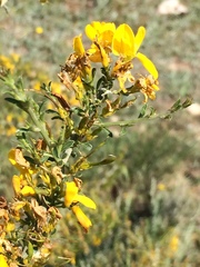 Genista scorpius scorpius