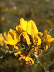 Genista scorpius scorpius
