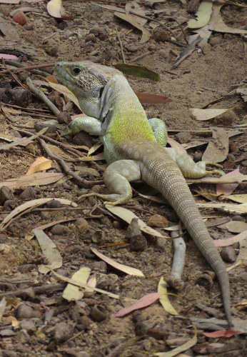 Sierra Nevada Ocellated Lizard, Alicante, Spain, photo 7 of 10