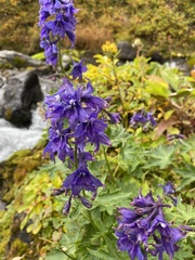 Delphinium brachycentrum