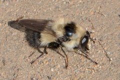 Criorhina