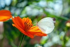 Abaeis albula celata