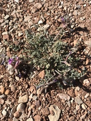 Astragalus zionis